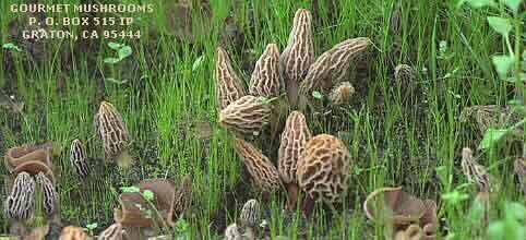 Morel Habitat Morrels